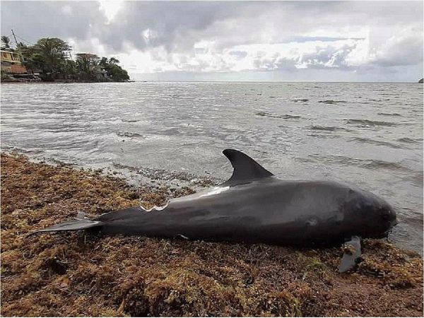 Suben a 25 los delfines muertos tras el derrame de petróleo en Mauricio