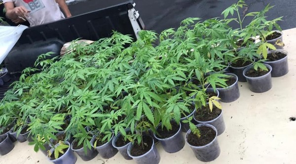 Mamá Cultiva pide a Mario Abdo "tener la mente abierta" para promulgar Ley que permite el autocultivo de la marihuana » Ñanduti