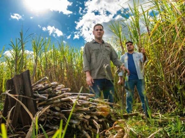 Analizan alcance que tendría para azucareros el proyecto sobre importación