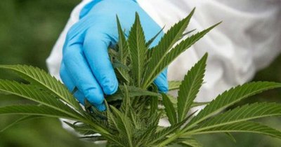 La Nación / Autocultivo de marihuana: piden a Mario Abdo tener la “mente abierta”