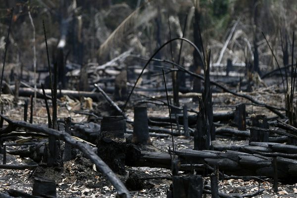 Menonitas y mineros protagonizan una alarmante deforestación en la Amazonía peruana - MarketData