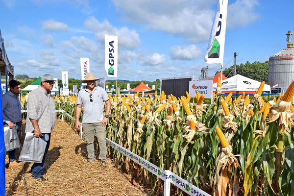 Relanzamiento de NK de Syngenta aporta nuevos híbridos en Paraguay