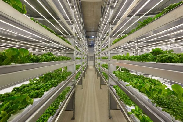 IA y drones para cultivar alimentos frescos