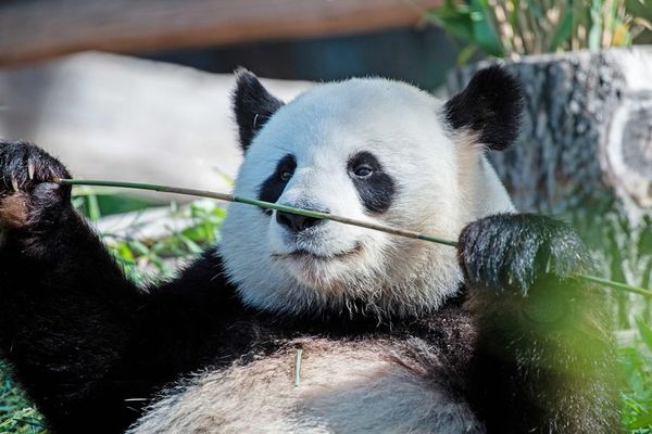 Nace un panda en el zoo de Washington - Mascotas - ABC Color