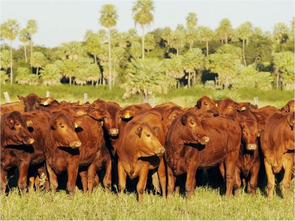 Gobierno defiende a la ganadería ante acusaciones de deforestación