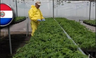 Ley que permite cultivo casero del cannabis “es una estupidez”, dicen - ADN Paraguayo