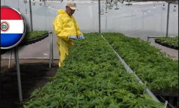 Ley que permite cultivo casero del cannabis “es una estupidez”, dicen - ADN Paraguayo