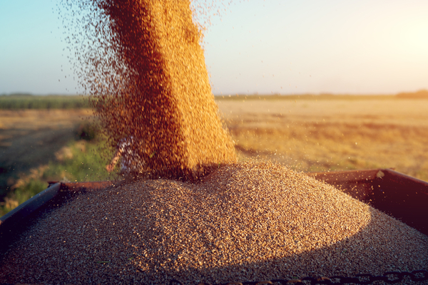 Las exportaciones de trigo cayeron 42 %