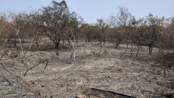 HOY / Insalubre calidad del aire: la mayoría de los incendios son provocados