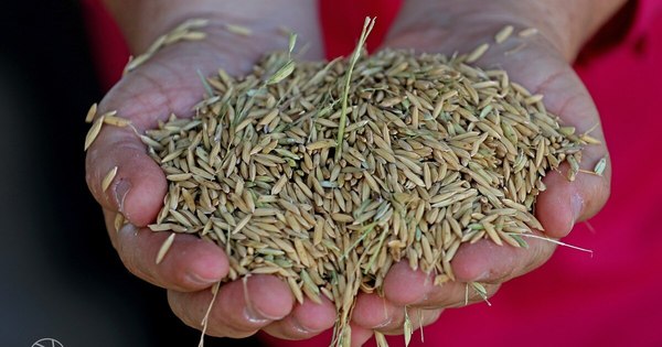 La Nación / Primeras diez toneladas de arroz paraguayo llegan al puerto de Turquía