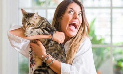 Crean app para que los amantes de los gatos encuentren pareja