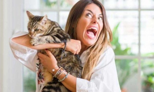 Crean app para que los amantes de los gatos encuentren pareja