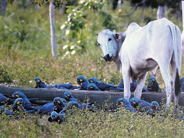 Brasil deforestó el 10% de su territorio desde 1985 para la agropecuaria