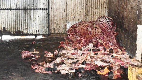 Mataderos municipales: Una plaga ambiental