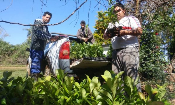 Mesa de la Yerba Mate, sin yerbateros