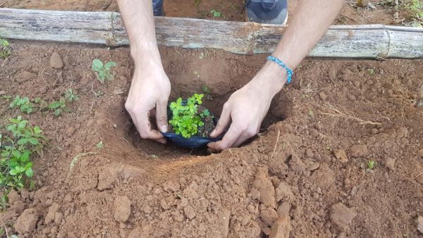 Realizarán talleres para conocer propiedades de las plantas medicinales » Ñanduti