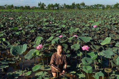 La seda de loto de Vietnam, un tejido ecológico, raro y codiciado - Ciencia - ABC Color