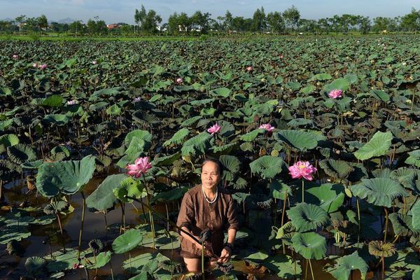 La seda de loto de Vietnam, un tejido ecológico, raro y codiciado - Ciencia - ABC Color