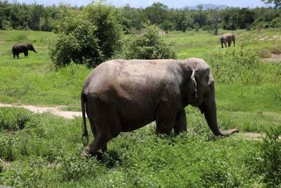 Un refugio tailandés advierte de los crecientes riesgos para los animales por estragos de la pandemia