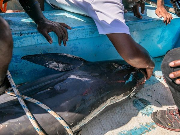 Manifestaciones tras desastre ecológico y muerte de 39 delfines