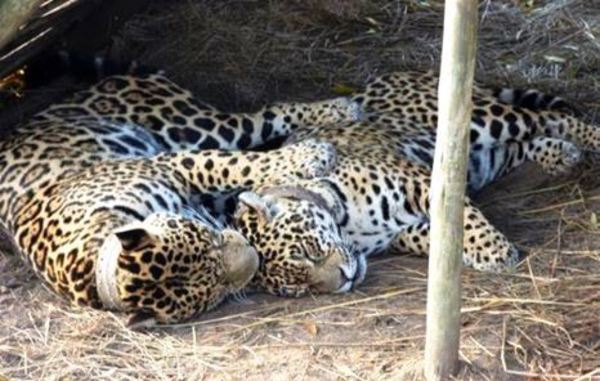 ¡Preocupa! El jaguareté, en peligro de extinción y perdiendo más de la mitad de su hábitat - Megacadena — Últimas Noticias de Paraguay