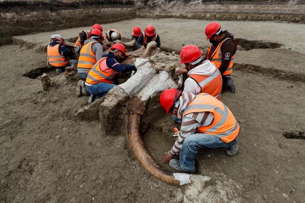 El importante hallazgo de mamuts en las obras de futuro aeropuerto mexicano » Ñanduti