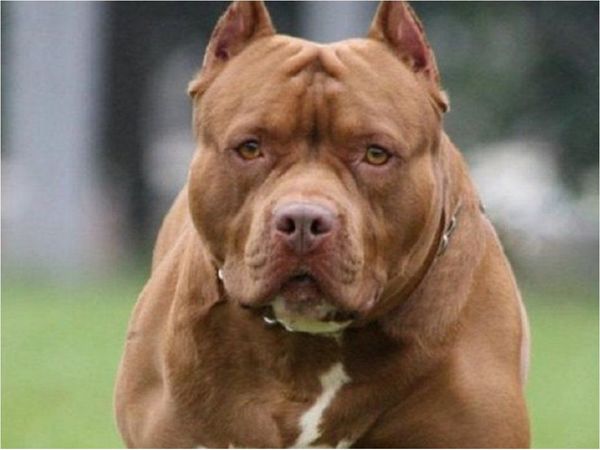 Un perro pitbull mata a su dueña de 84 años en su casa en Florida