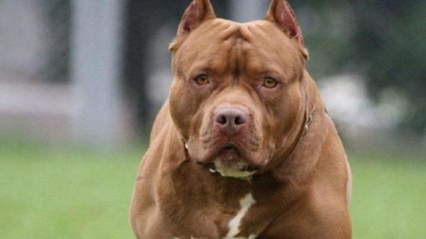 Un perro pitbull mata a su dueña de 84 años en su casa en Florida