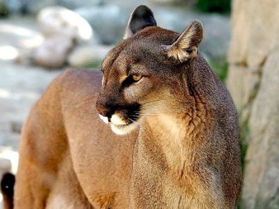 El puma, un felino clave pero incomprendido de la Patagonia