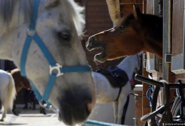 Terror en Francia por misteriosas mutilaciones de caballos