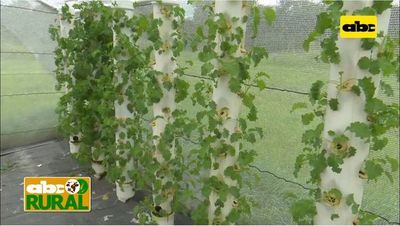 Abc Rural: Producción de hortalizas por aeroponía - ABC Rural - ABC Color