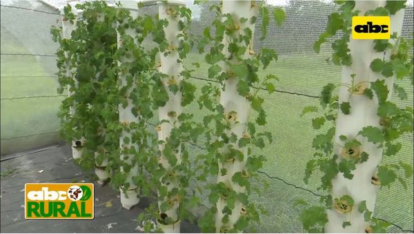 Abc Rural: Producción de hortalizas por aeroponía - ABC Rural - ABC Color