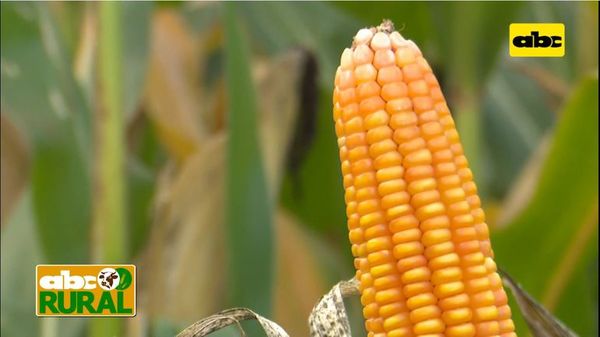 Abc Rural: Maíz híbrido con biotecnología - ABC Rural - ABC Color