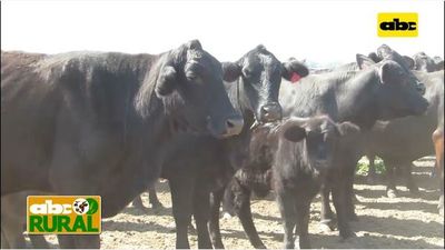 Abc Rural: Cría y nutrición de ganado en Alto Paraguay - ABC Rural - ABC Color