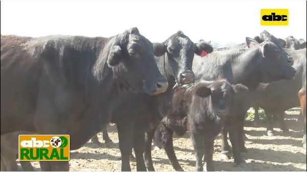 Abc Rural: Cría y nutrición de ganado en Alto Paraguay - ABC Rural - ABC Color