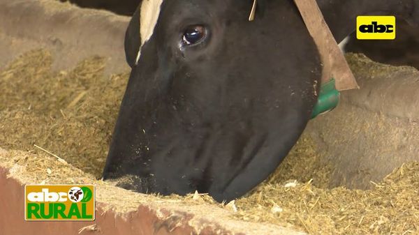Abc Rural: Resultados de nutrición de precisión en vacas lecheras - ABC Rural - ABC Color