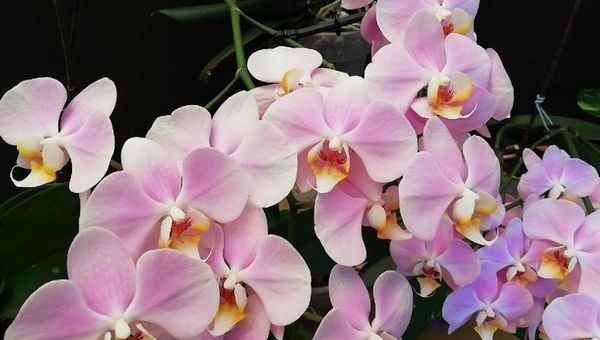 El cultivo de orquídeas busca florecer: “Demanda es alta, falta más inversión para aumentar la producción”