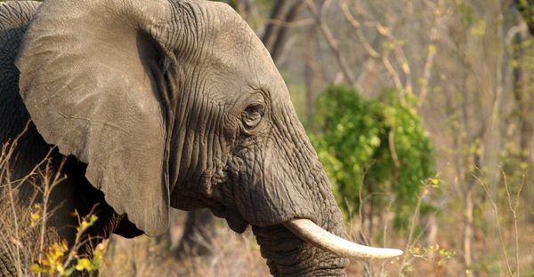 Mueren envenenados 12 elefantes en un parque de Zimbabue » Ñanduti