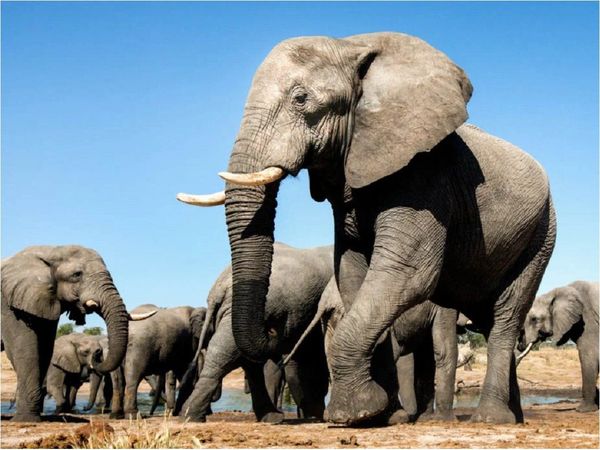 Mueren envenenados 12 elefantes en un parque de Zimbabue