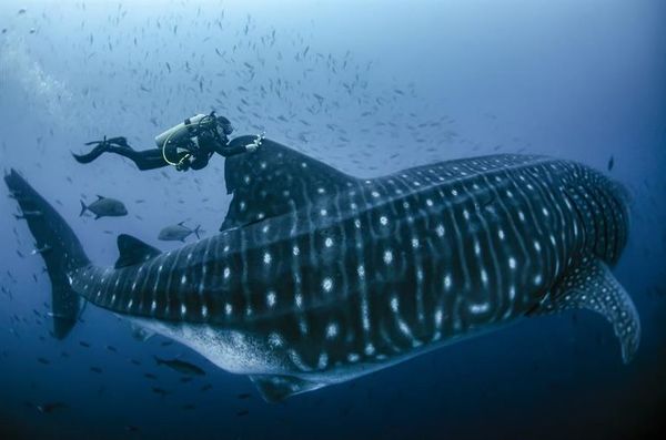 Marcan a diez tiburones ballena en Galápagos para seguirles el rastro  - Ciencia - ABC Color