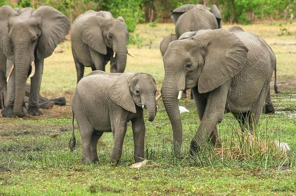 Mueren 12 elefantes envenenados en un Parque Nacional en Zimbabue