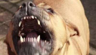 Anciana de 84 años muerta por su perro pitbull