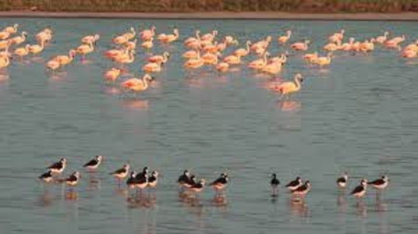 “Hotel 5 estrellas” de aves migratorias agoniza por incendiarios sin freno