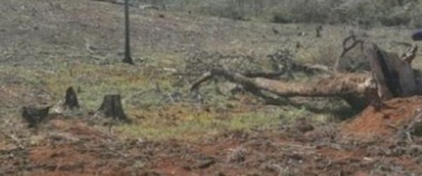 Crónica / Deforestan y amenazan a fiscalizadores