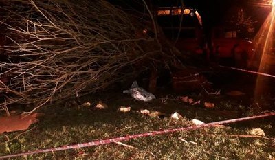 Muere conductor de camión tras chocar contra un árbol
