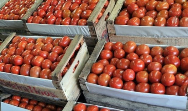 Productores plantean importar tomates para que bajen los precios