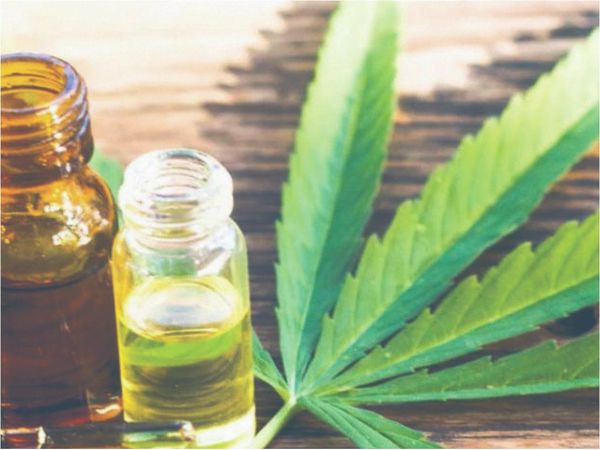 ¿Cuánta marihuana se puede cultivar para usar como remedio?