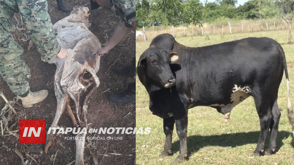 NUEVOS HECHOS DE ABIGEATO EN SAN JUAN DEL PNÁ E ITAPÚA POTY.