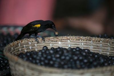 Expertos canadienses prueban baya de açaí como tratamiento contra covid-19 - Ciencia - ABC Color
