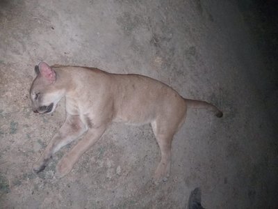 Matan a un puma que atacó a peón de estancia